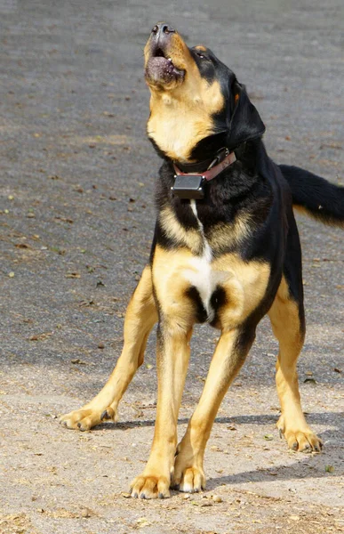 Havlayan Bekçi Köpeği Siyah Altın Renkli Bir Rottweiler Davetsiz Misafirlere — Stok fotoğraf