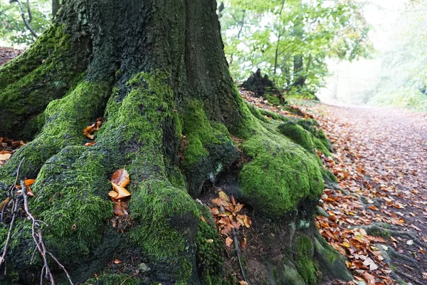 Trunk Tree Overgrown Moss Path Blurred Misty Early Morning German — Stock Photo, Image