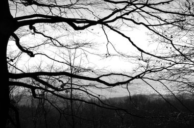 Bir ağacın yapraksız dallarının silueti. Toz, aşağıdaki köyü net bir şekilde görmeni engelliyor. 1 Ocak 'ta bir tepeden çekilmiş siyah beyaz bir fotoğraf..