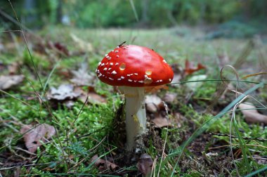 Beyaz benekli ünlü kırmızı mantar. Amarik uç. Amanita muscaria.