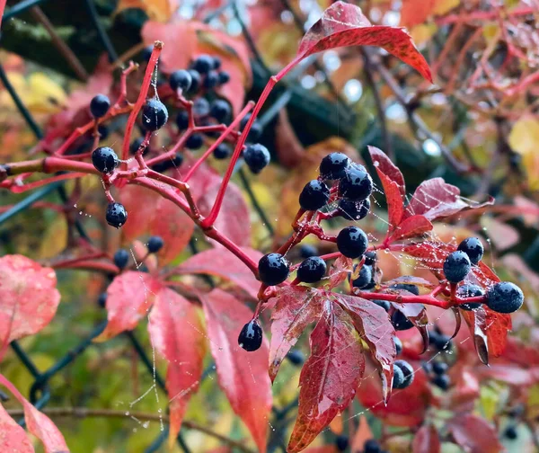 Uma Rasteira Vermelha Virgínia Parthenocissus Quinquefolia Bagas Pretas Uma Teia — Fotografia de Stock