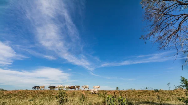 Free Cows Grassland Paraguay — Stock Photo, Image