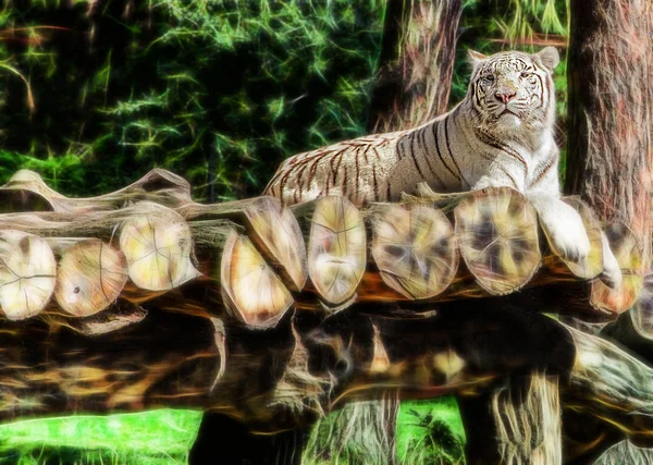 Mentir Tigre Branco Floresta — Fotografia de Stock