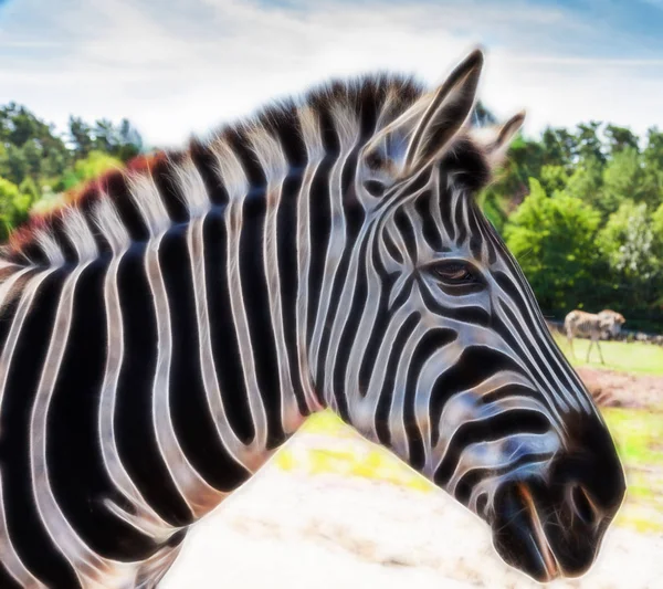 Portrait Zebra — Stock Photo, Image