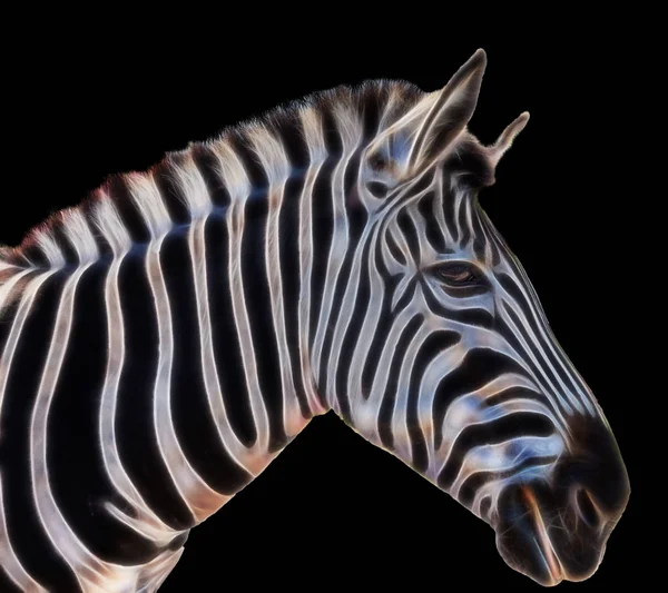 Portrait Zebra — Stock Photo, Image