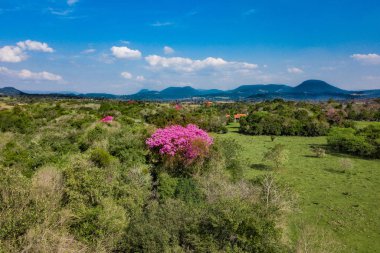 Aerial view of blooming lapacho trees in Paraguay. clipart