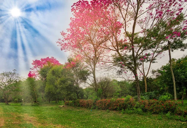 Bloeiende Bomen Van Sirari Paraguay Illustratively Bewerkt — Stockfoto