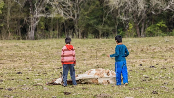 Два Маленьких Хлопчиків Перед Мертвих Корова Пасовищі Парагваї — стокове фото