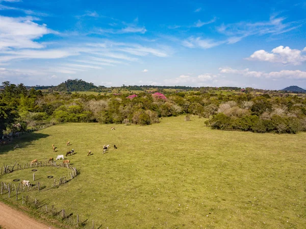 Vista Aérea Pasto Com Lapacho Florescendo Árvores Paraguai — Fotografia de Stock