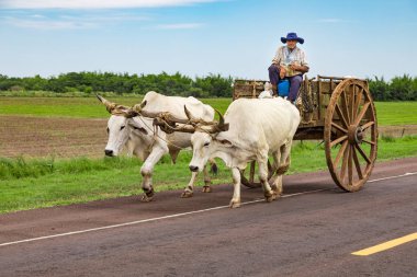 Encarnacion Villarrica, Paraguay - 17 Kasım 2018 yolu üzerindeki: Yerel Paraguaylı şeker kamışı onun öküz arabası ile taşıma.
