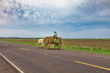 A local Paraguayan transports sugarcane with his ox cart. clipart