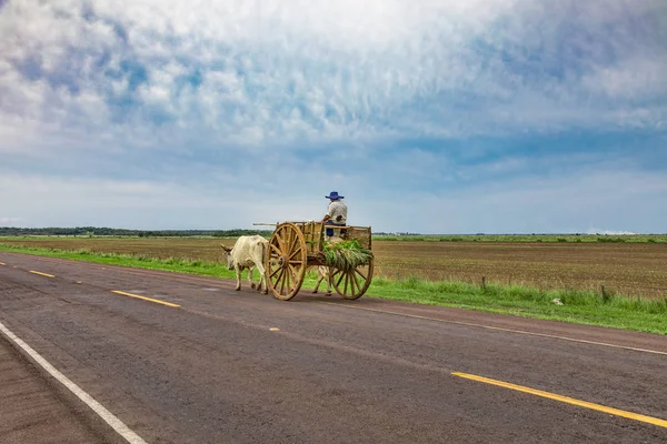 Paraguayo Local Transporta Caña Azúcar Con Carro Bueyes —  Fotos de Stock