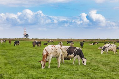 Hollanda'da Markermeer'in ortasında küçük bir ada olan Marken'deki deniz fenerinin önünde otlayan bir sürüsi