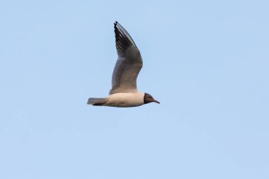 Martı uçuş sırasında fotoğraflandı - izole