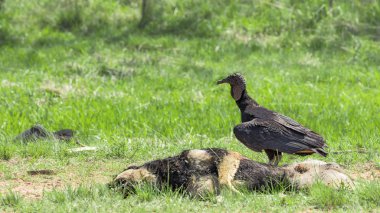 Akbaba, Siyah Akbaba (Coragyps atratus) ölü bir köpek üzerinde