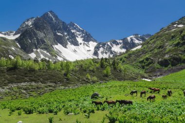 Kar ve yeşil orman dağların güzel doğa manzara. Atlar üzerinde çayır çim yiyorsun