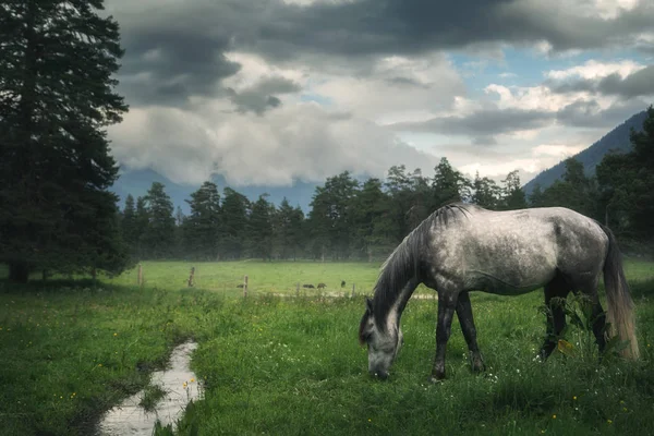 Bela Paisagem Natural Montanhas Floresta Verde Cavalo Cinzento Está Comendo — Fotografia de Stock