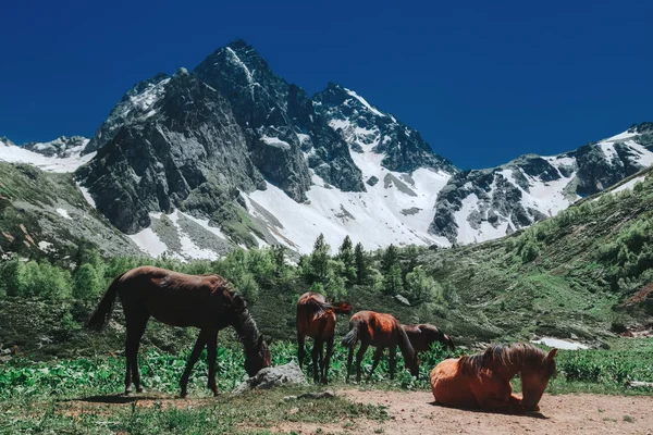 Cavalos Perto Montanhas Com Neve Bela Natureza Paisagem Verde Floresta — Fotografia de Stock