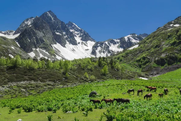 Kar ve yeşil orman dağların güzel doğa manzara. Atlar üzerinde çayır çim yiyorsun