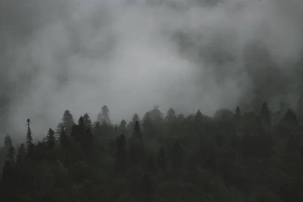 Zamlžené Mlhou Krajina Jehličnatého Lesa Horách — Stock fotografie