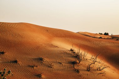 Kumul bir çölde. Birleşik Arap Emirlikleri