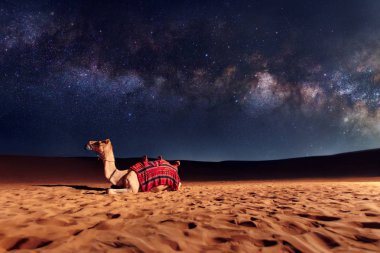 Deve hayvan kumul bir çölde oturuyor. Samanyolu ve gökyüzündeki yıldızlar. Birleşik Arap Emirlikleri