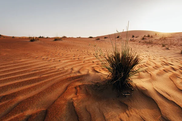 Duna Arena Desierto Emiratos Árabes Unidos — Foto de Stock