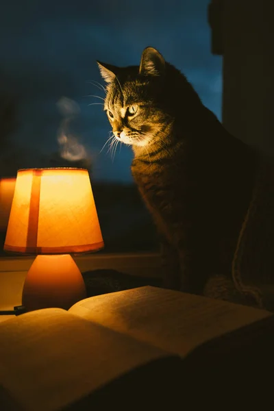 Cute cat under wool scarf, small table lamp and old vintage book on window sill. Cozy home in the dusk — Stock Photo, Image