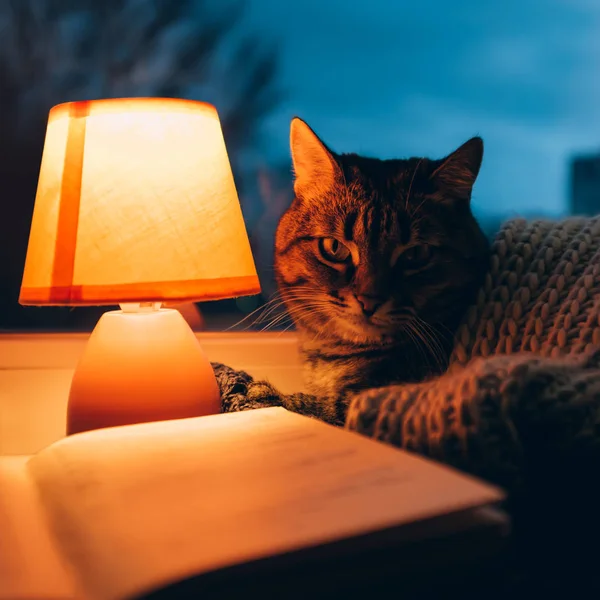 ウール スカーフ、小さなテーブル ランプ、窓の下枠上の古いビンテージ本の下にかわいい猫。夕暮れの居心地の良い家 — ストック写真