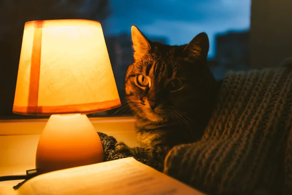 Милий кіт під вовняним шарфом, маленька настільна лампа і стара старовинна книга на підвіконні. Затишний будинок в сутінках — стокове фото