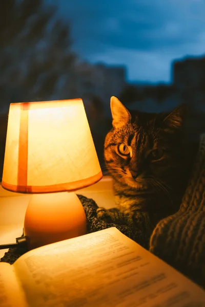 Cute cat under wool scarf, small table lamp and old vintage book on window sill. Cozy home in the dusk