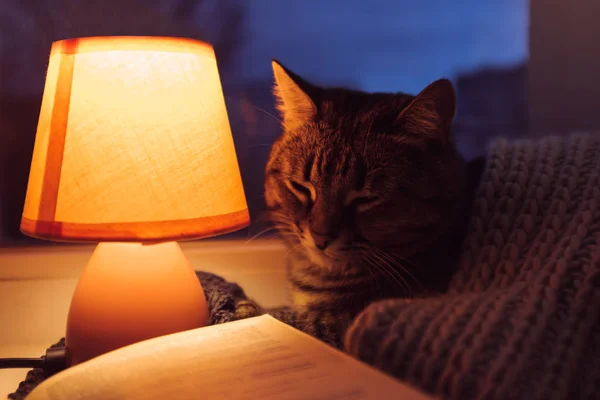 Gato bonito sob cachecol de lã, lâmpada de mesa pequena e livro vintage velho no peitoril da janela. Aconchegante casa ao entardecer — Fotografia de Stock