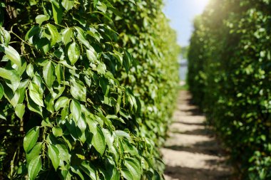 Biber çiftlik çiftlik. Yeşil ham siyah biber ürün. Bahçe alanı arka plan