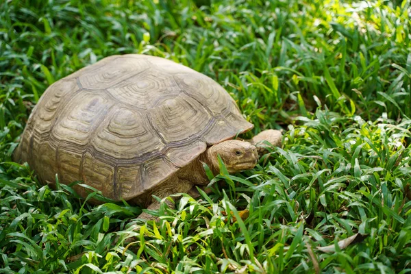 Želva Želva Zvíře Shell Zelené Trávě — Stock fotografie