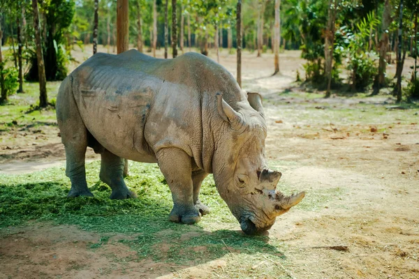 Rhino animal is eating at summer daytime