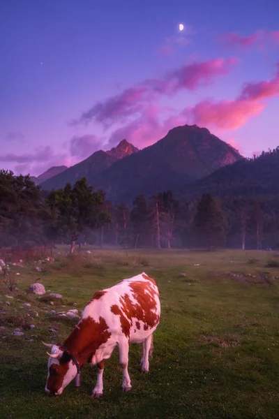 Natureza montanhas paisagem à noite. Vaca a comer erva. Cores vibrantes à noite — Fotografia de Stock