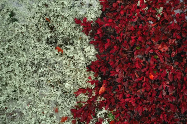 Fondo de la naturaleza Tundra. Hojas rojas de Arctous Alpina y Reno Moss en la península de Kola en otoño. Región de Murmansk en el norte de Rusia — Foto de Stock