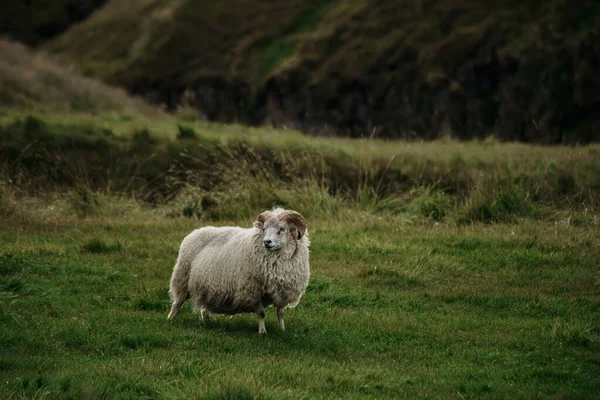 Animal Ovino Islandês Grama Islândia Oriental — Fotografia de Stock