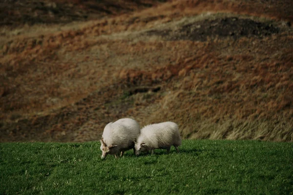 Islandzkie Owce Trawie Wschodniej Islandii — Zdjęcie stockowe