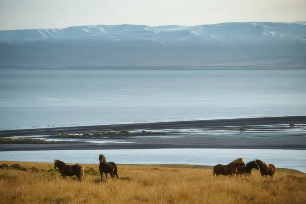 Cavalos Islandeses Grama Noroeste Islândia — Fotografia de Stock