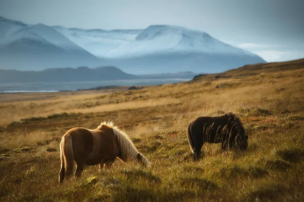 アイスランド北西部の草の上のアイスランド馬 — ストック写真