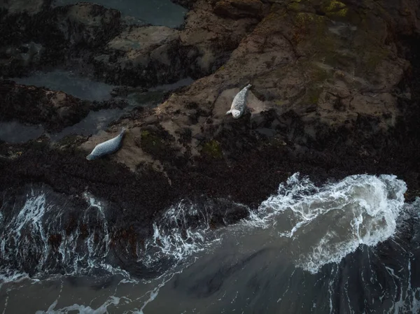 Tulení Zvíře Pobřeží Oceánu Východním Islandu — Stock fotografie