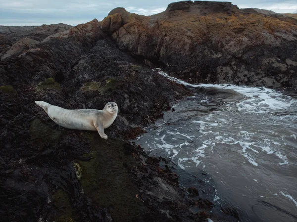 Seal animal on the ocean beach coast in East Iceland