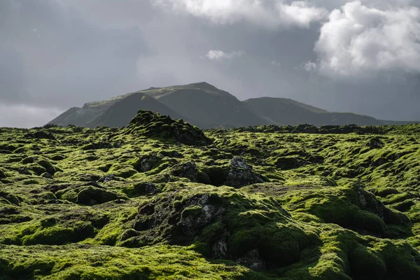Islândia Paisagem Natural Campo Lava Musgo Verde Vulcânico Montanha Negra — Fotografia de Stock