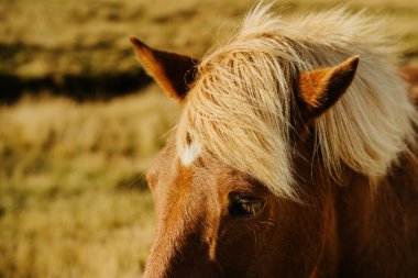 İzlanda 'da gün batımında at hayvanı. Fotoğrafı kapat.