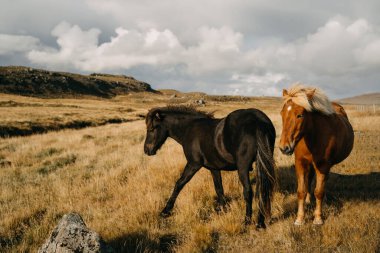 İzlanda 'da gün batımında at hayvanı. Fotoğrafı kapat.