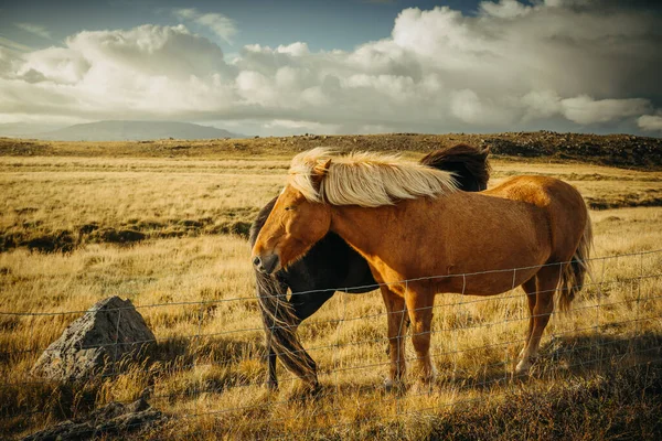 Ισλανδικό Ζώο Άλογο Στην Ισλανδία Ηλιοβασίλεμα Κλείσιμο Φωτογραφίας — Φωτογραφία Αρχείου