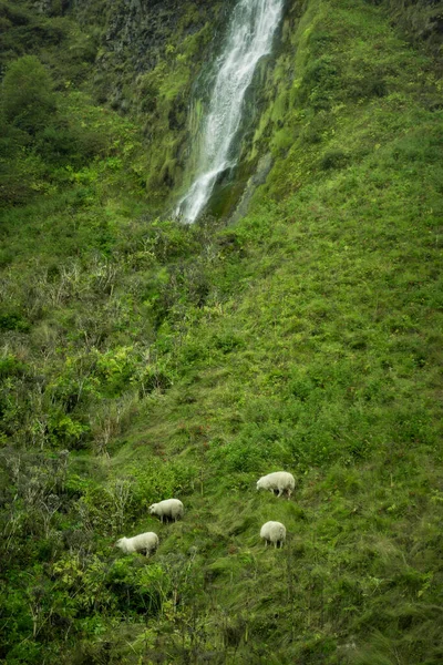 Cascada Sur Islandia Hermoso Paisaje Naturaleza — Foto de Stock