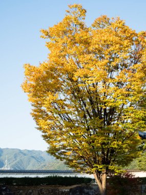 Sonbaharın başlarında Maizuru Kalesi Parkı (Kofu Kalesi) - Kofu Şehri, Yamanashi Bölgesi, Japonya