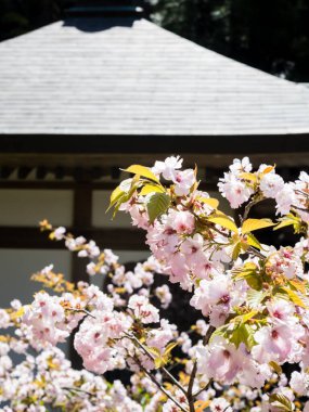 Geleneksel Japon evinin duvarına karşı pembe kiraz çiçekleri